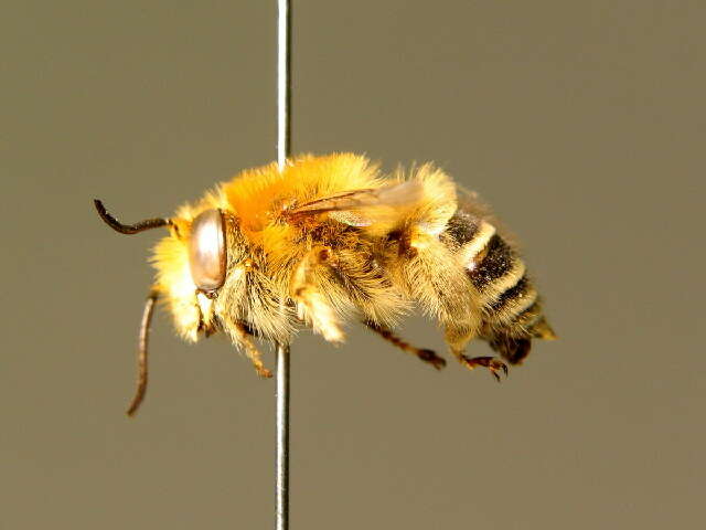 Image of Anthophora bimaculata (Panzer 1798)