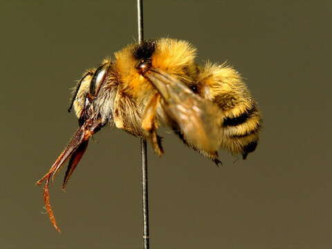 Image of Anthophora aestivalis (Panzer 1801)