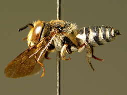 Image of Coelioxys afra Lepeletier 1841