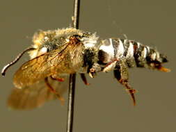 Image of Coelioxys afra Lepeletier 1841