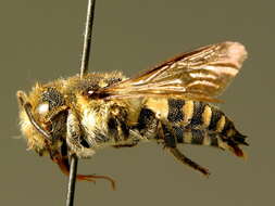 Coelioxys conoidea (Illiger 1806) resmi