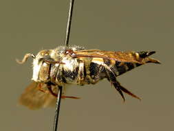 Coelioxys conoidea (Illiger 1806) resmi