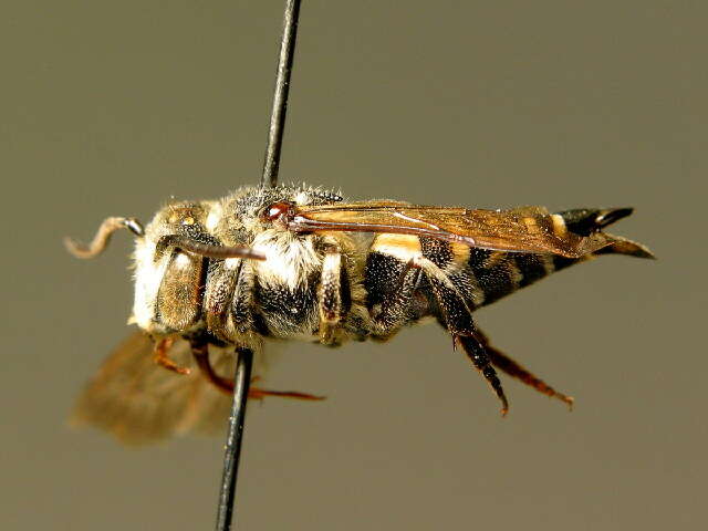 Coelioxys conoidea (Illiger 1806) resmi