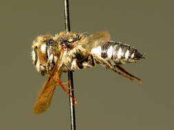 Coelioxys conoidea (Illiger 1806) resmi