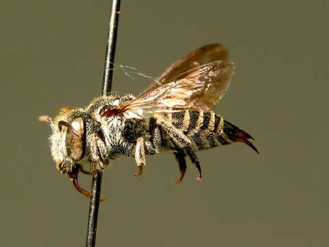 Image of Coelioxys echinata Förster 1853