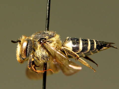 Image of Coelioxys inermis (Kirby 1802)