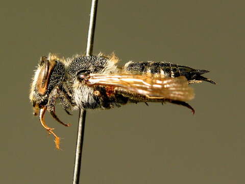 Image of Coelioxys mandibularis Nylander 1848