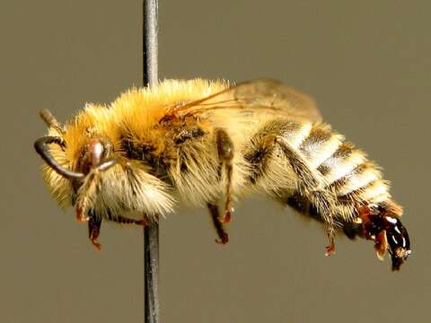 Image of Colletes fodiens (Fourcroy 1785)