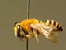 Image of Colletes hederae Schmidt & Westrich 1993