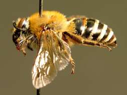 Colletes succinctus (Linnaeus 1758) resmi