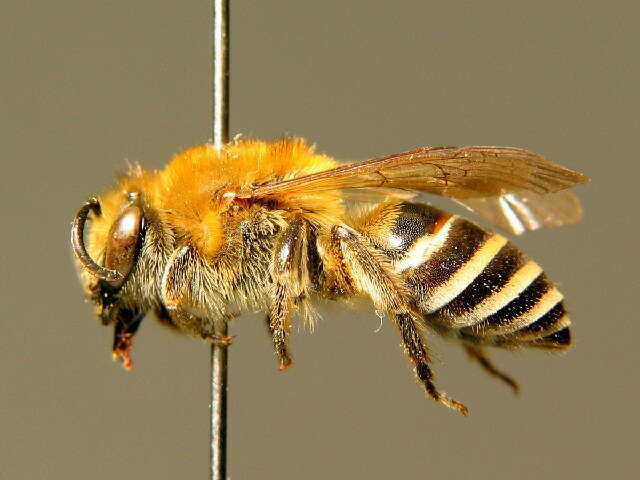 Colletes succinctus (Linnaeus 1758) resmi