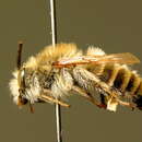 Image of Eucera cineraria Eversmann 1852
