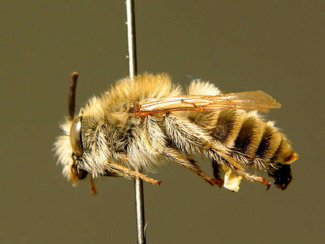 Image of Eucera cineraria Eversmann 1852