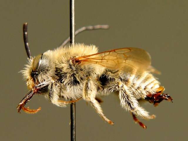 Image of Eucera cineraria Eversmann 1852