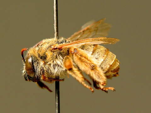 Image of Eucera cineraria Eversmann 1852