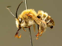 Image of Eucera interrupta Bär 1850