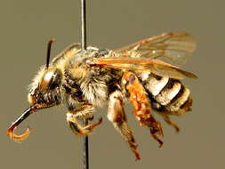 Image of Eucera interrupta Bär 1850