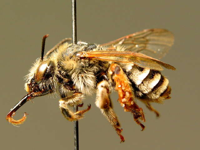 Image of Eucera interrupta Bär 1850