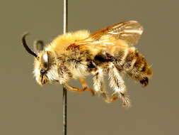 Image of Eucera interrupta Bär 1850