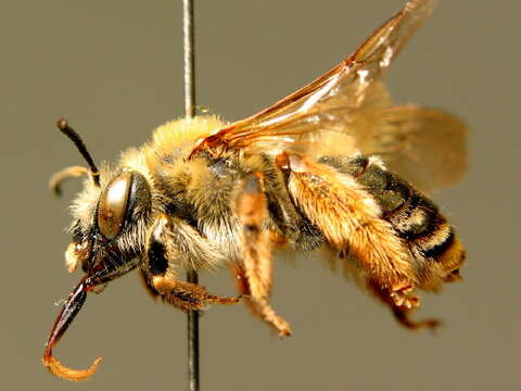 Image of Eucera longicornis (Linnaeus 1758)