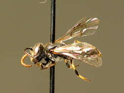 Image of Hylaeus alpinus (Morawitz 1867)