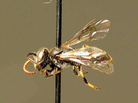 Слика од Hylaeus alpinus (Morawitz 1867)