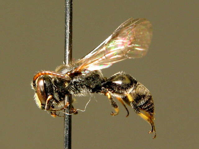 Image of Hylaeus alpinus (Morawitz 1867)