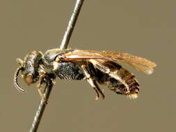 Image of Hylaeus alpinus (Morawitz 1867)