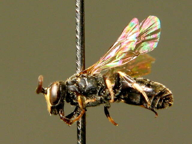 Image of Hylaeus angustatus (Schenck 1861)