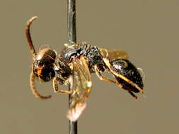 Image of Hylaeus communis Nylander 1852