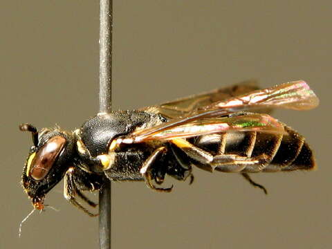 Image of Hylaeus difformis (Eversmann 1852)