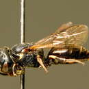 Image of Hylaeus duckei (Alfken 1904)