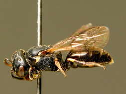 Image of Hylaeus duckei (Alfken 1904)