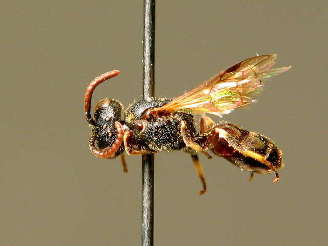 Image of Hylaeus duckei (Alfken 1904)