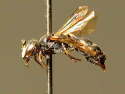 Image of Hylaeus kahri Förster 1871