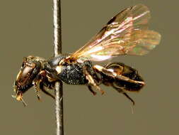 Image of wasps, bees, and ants