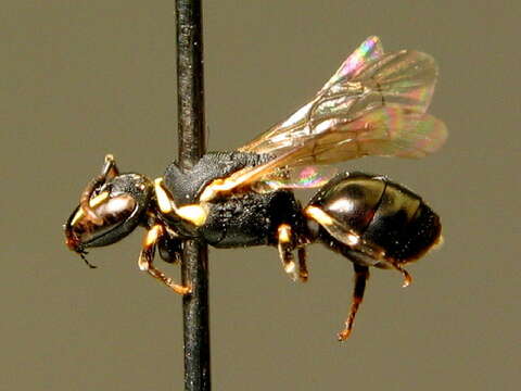 Hylaeus lineolatus (Schenck 1861) resmi