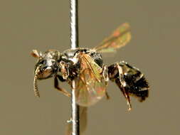 Imagem de Hylaeus moricei (Friese 1898)