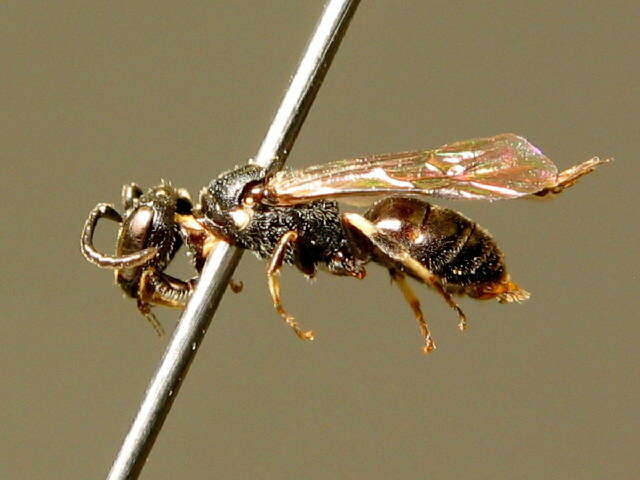 Imagem de Hylaeus moricei (Friese 1898)