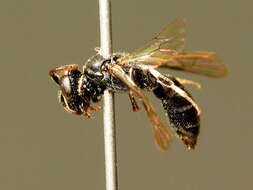 Imagem de Hylaeus moricei (Friese 1898)