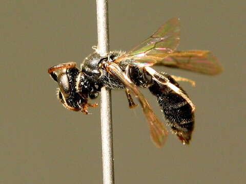 Imagem de Hylaeus moricei (Friese 1898)