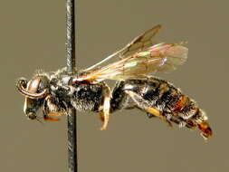 Image of Hylaeus nivalis (Morawitz 1867)