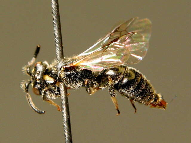 Image of Hylaeus nivalis (Morawitz 1867)