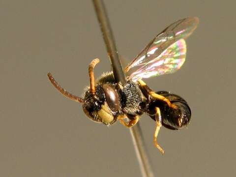 Imagem de Hylaeus punctatus (Brullé 1832)