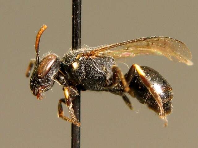 Image of Punctate masked bee