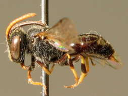 Image of Punctate masked bee