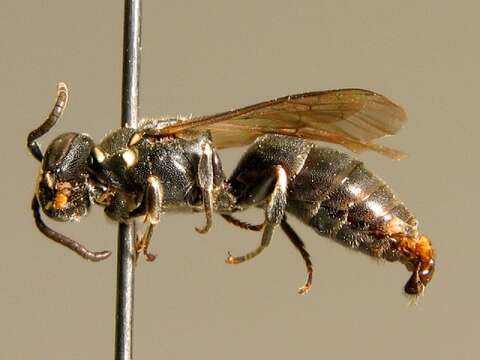 Image of Hylaeus punctulatissimus Smith 1842