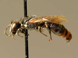 Image of Hylaeus punctulatissimus Smith 1842