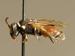 Image of Bee