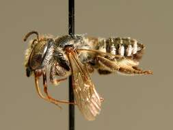 Image of Apical Leafcutter Bee